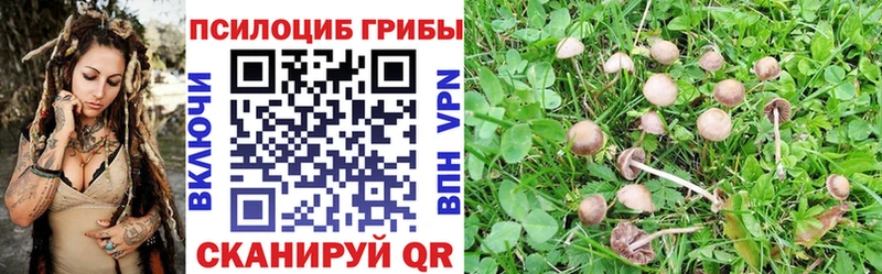 купить наркотик  Гвардейск  Галлюциногенные грибы мицелий 